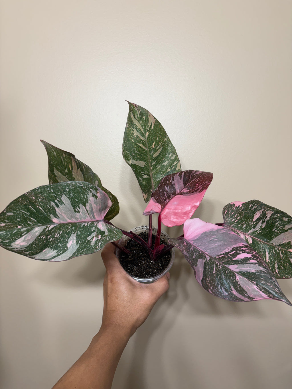 Philodendron Pink Princess  Galaxy: Rare Tropical Houseplant