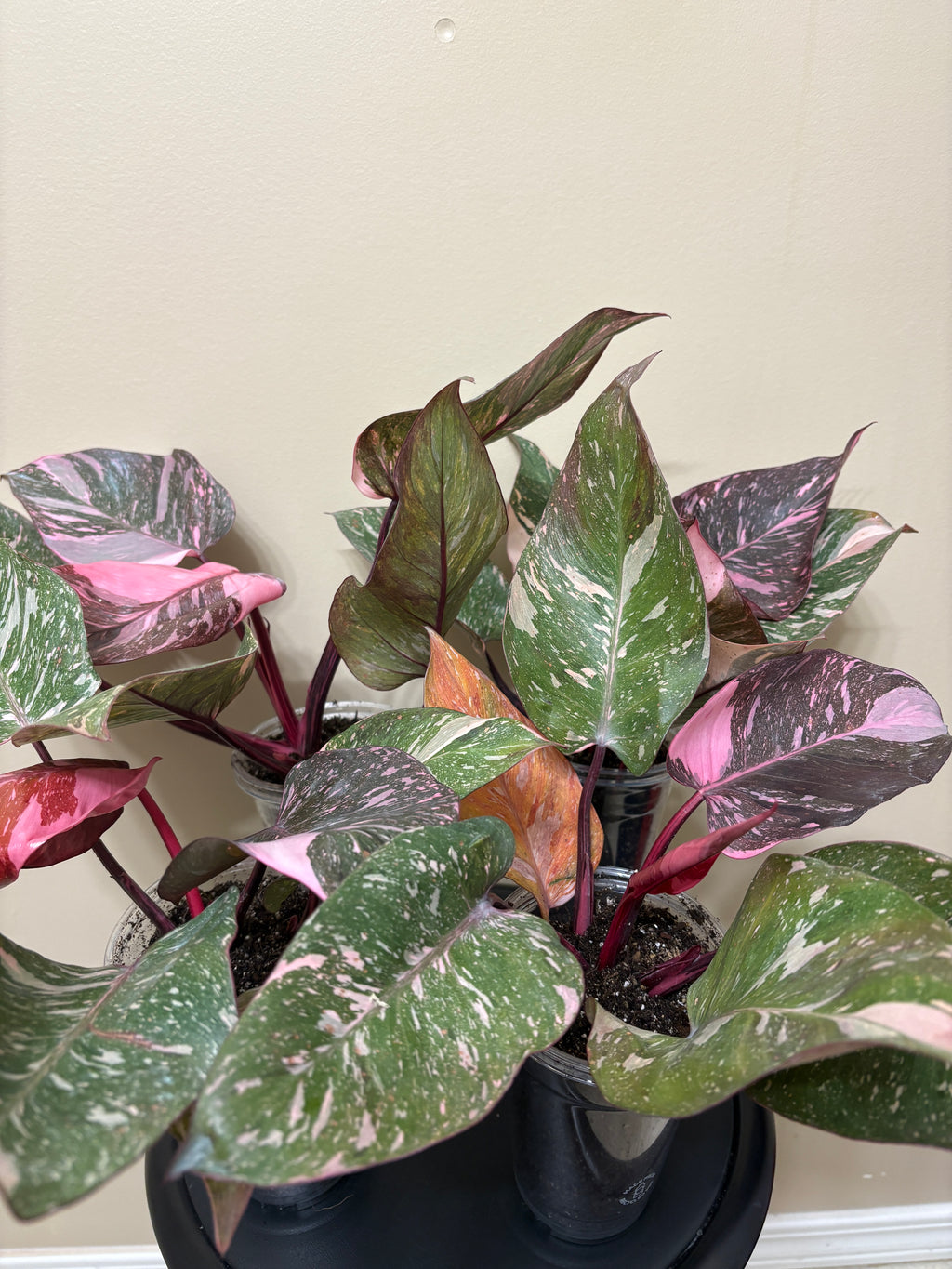 Philodendron Pink Princess  Galaxy: Rare Tropical Houseplant