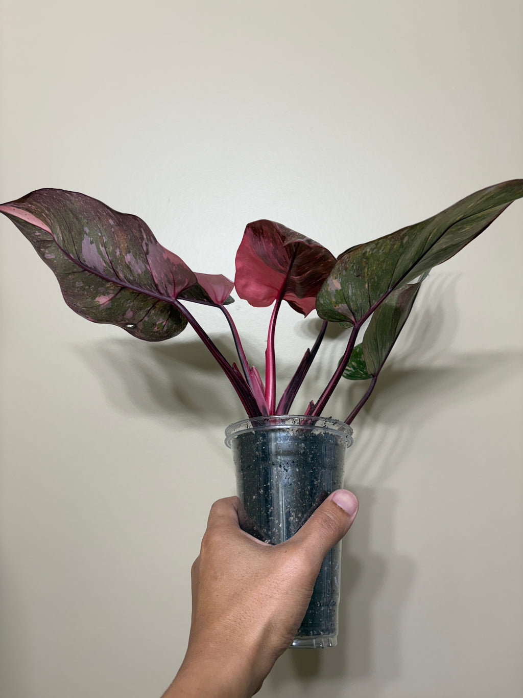Philodendron Pink Princess  Galaxy: Rare Tropical Houseplant