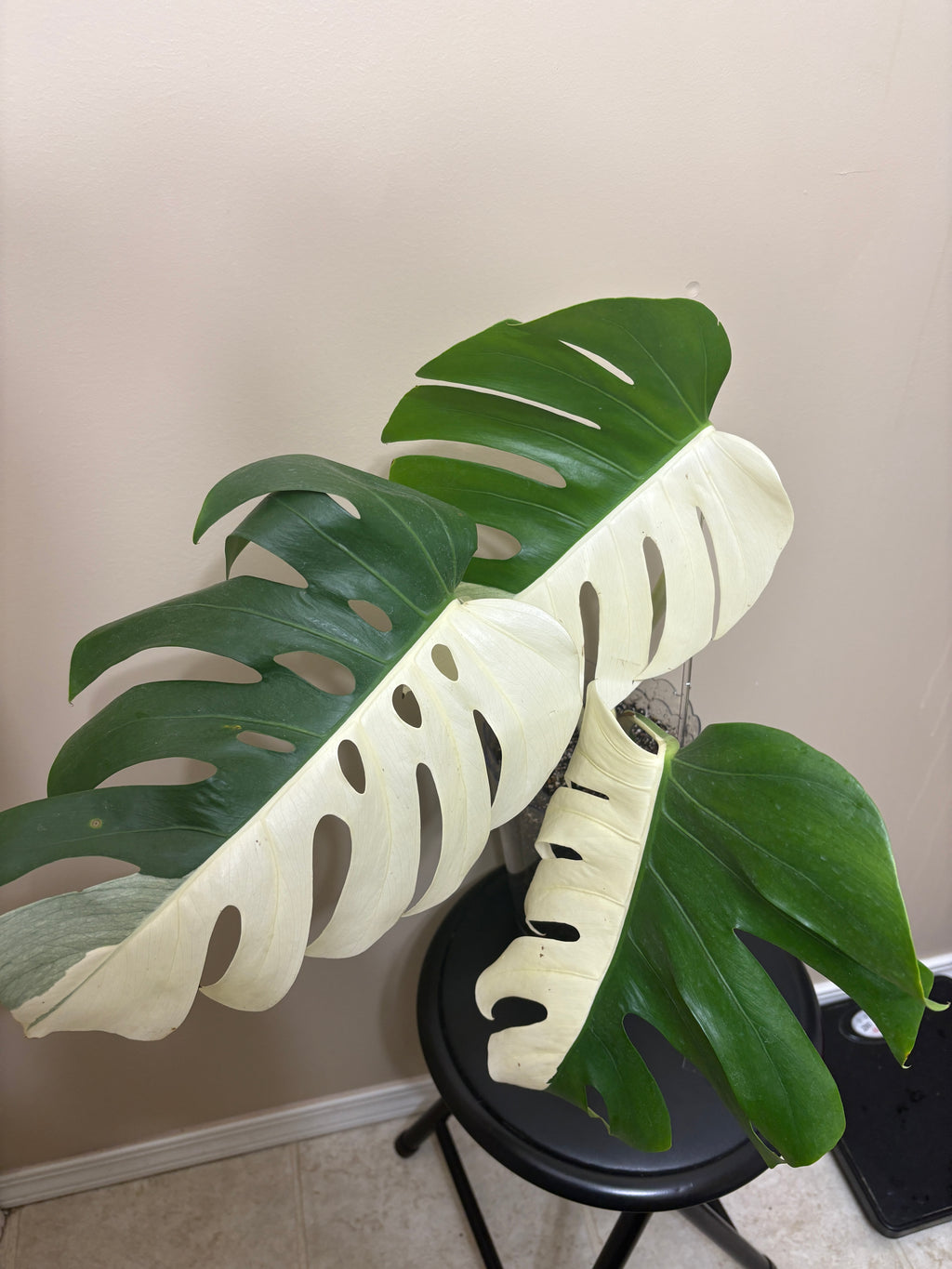 Monstera Borisigiana Albo Variegated: Rare Tropical Houseplant