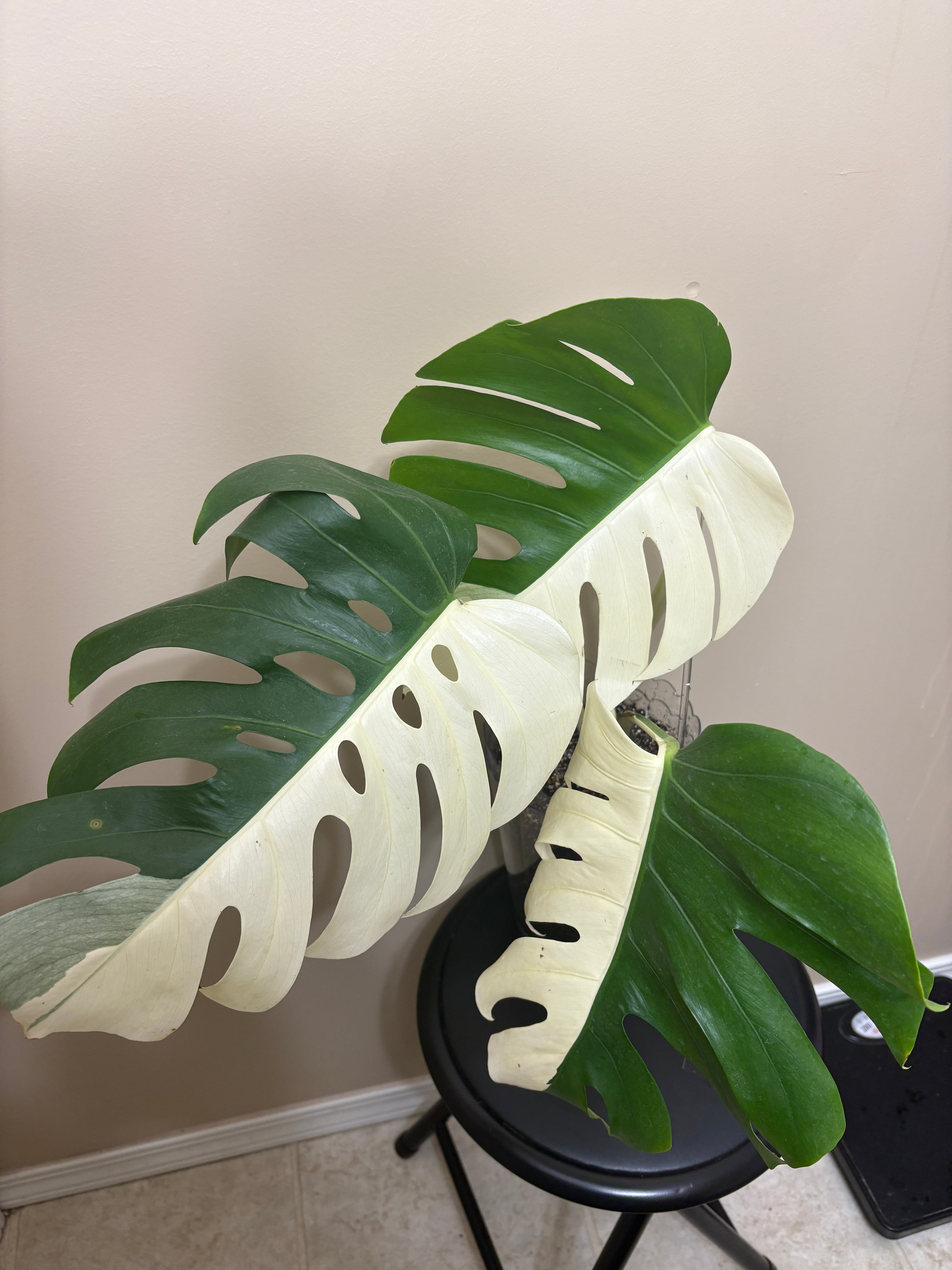 Monstera Borisigiana Albo Variegated: Rare Tropical Houseplant