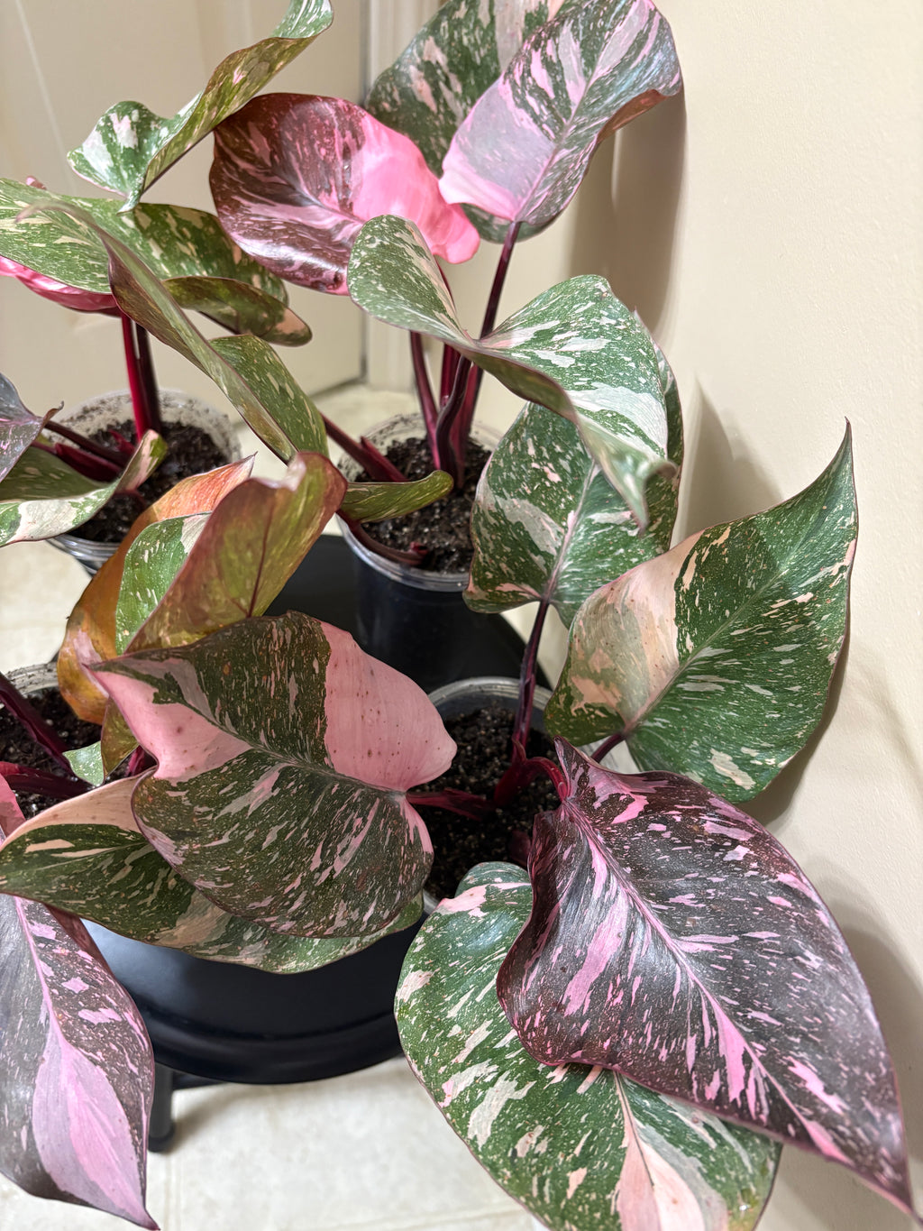 Philodendron Pink Princess  Galaxy: Rare Tropical Houseplant