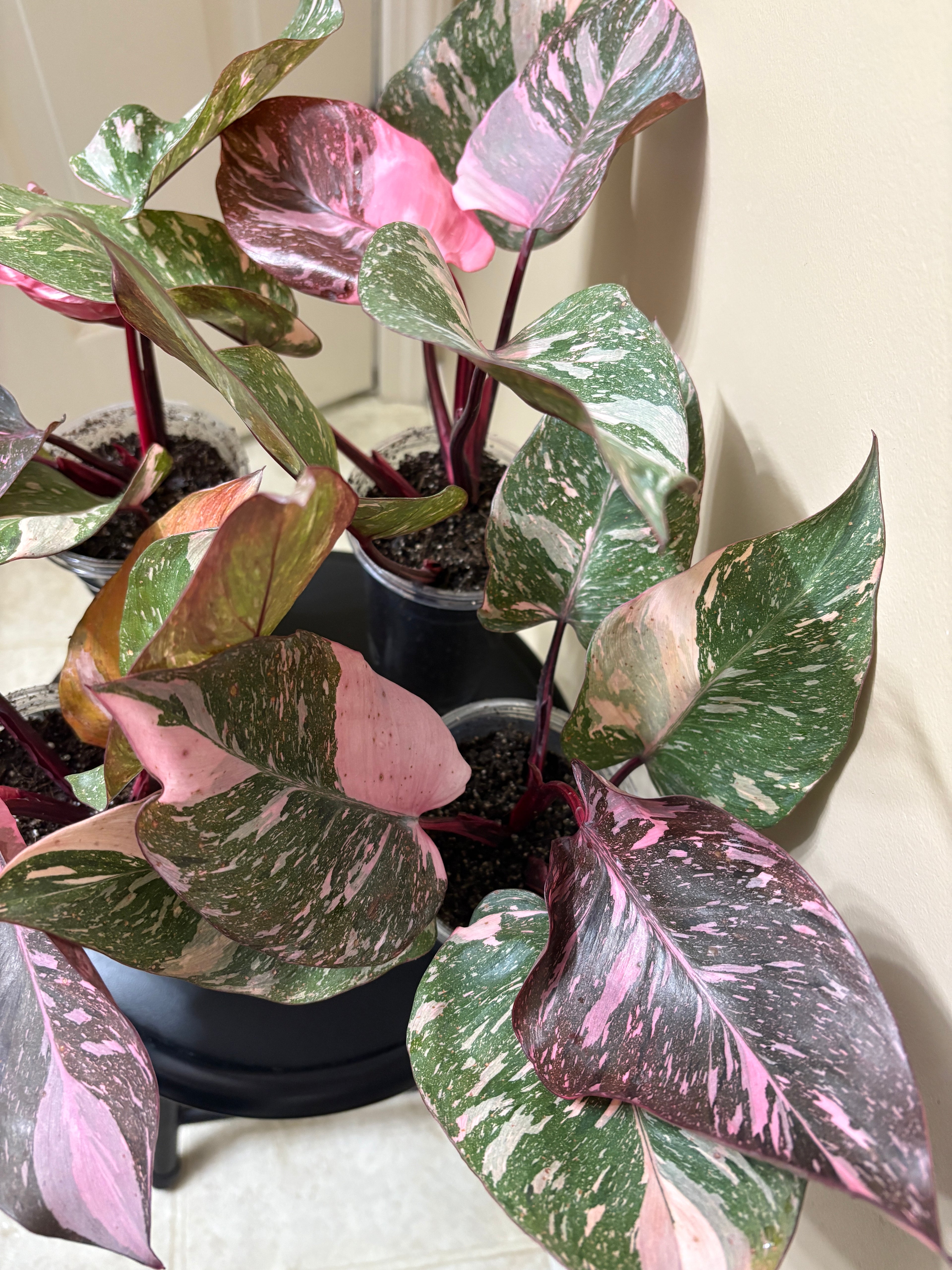 Philodendron Pink Princess  Galaxy: Rare Tropical Houseplant