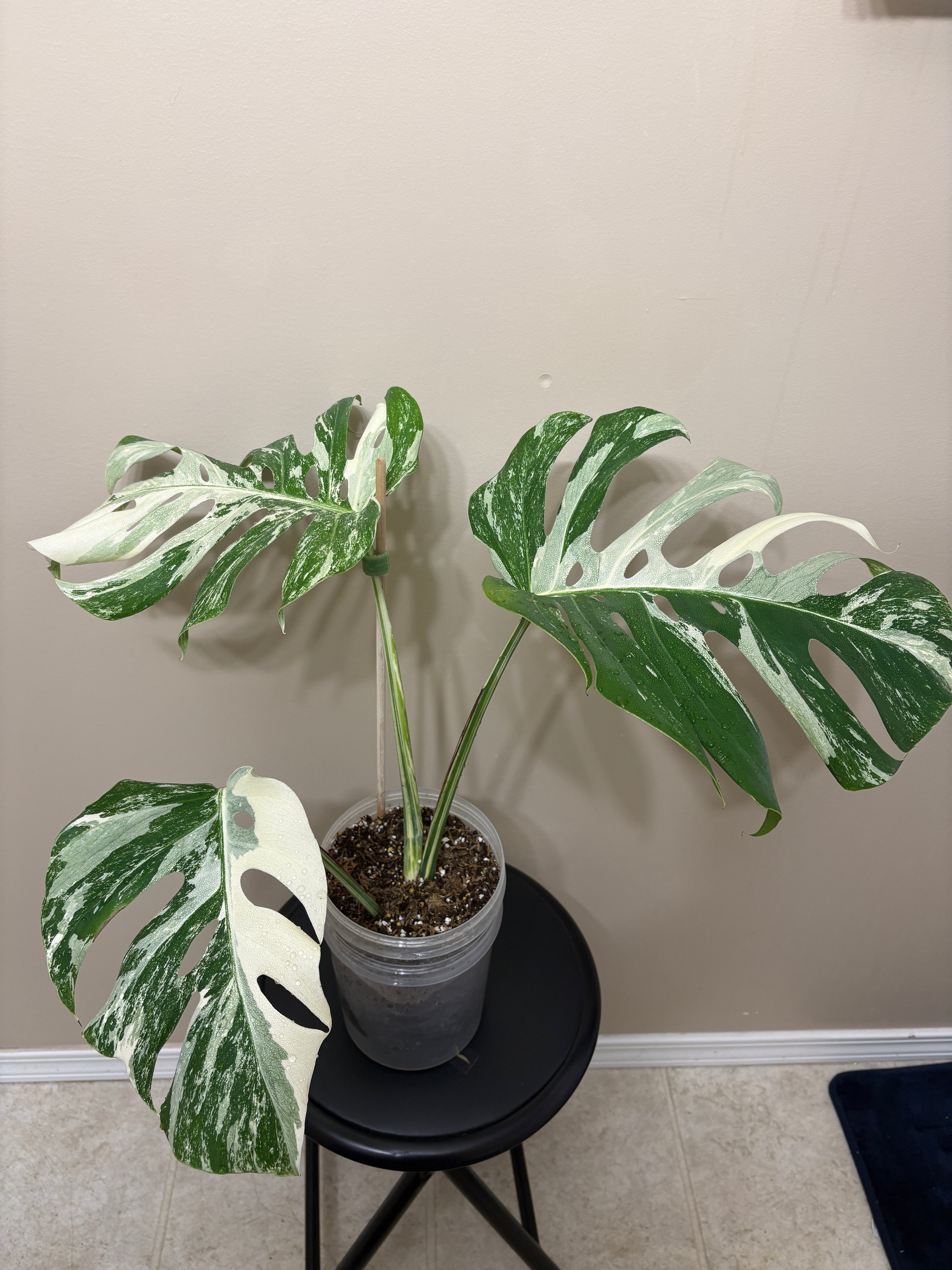 Monstera Borisigiana Albo Variegated: Rare Tropical Houseplant