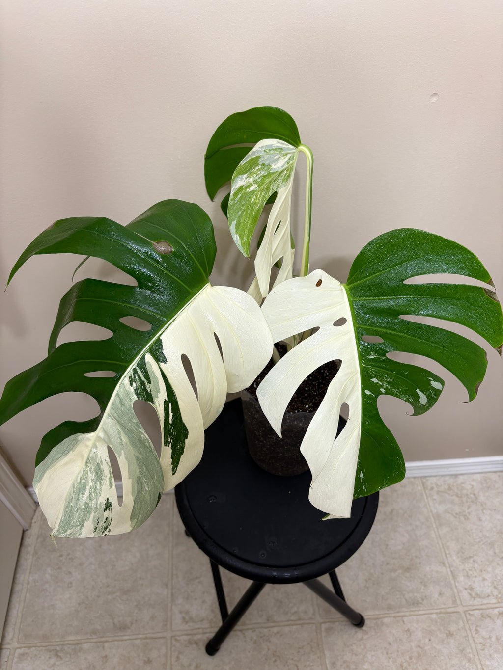Monstera Borisigiana Albo Variegated: Rare Tropical Houseplant