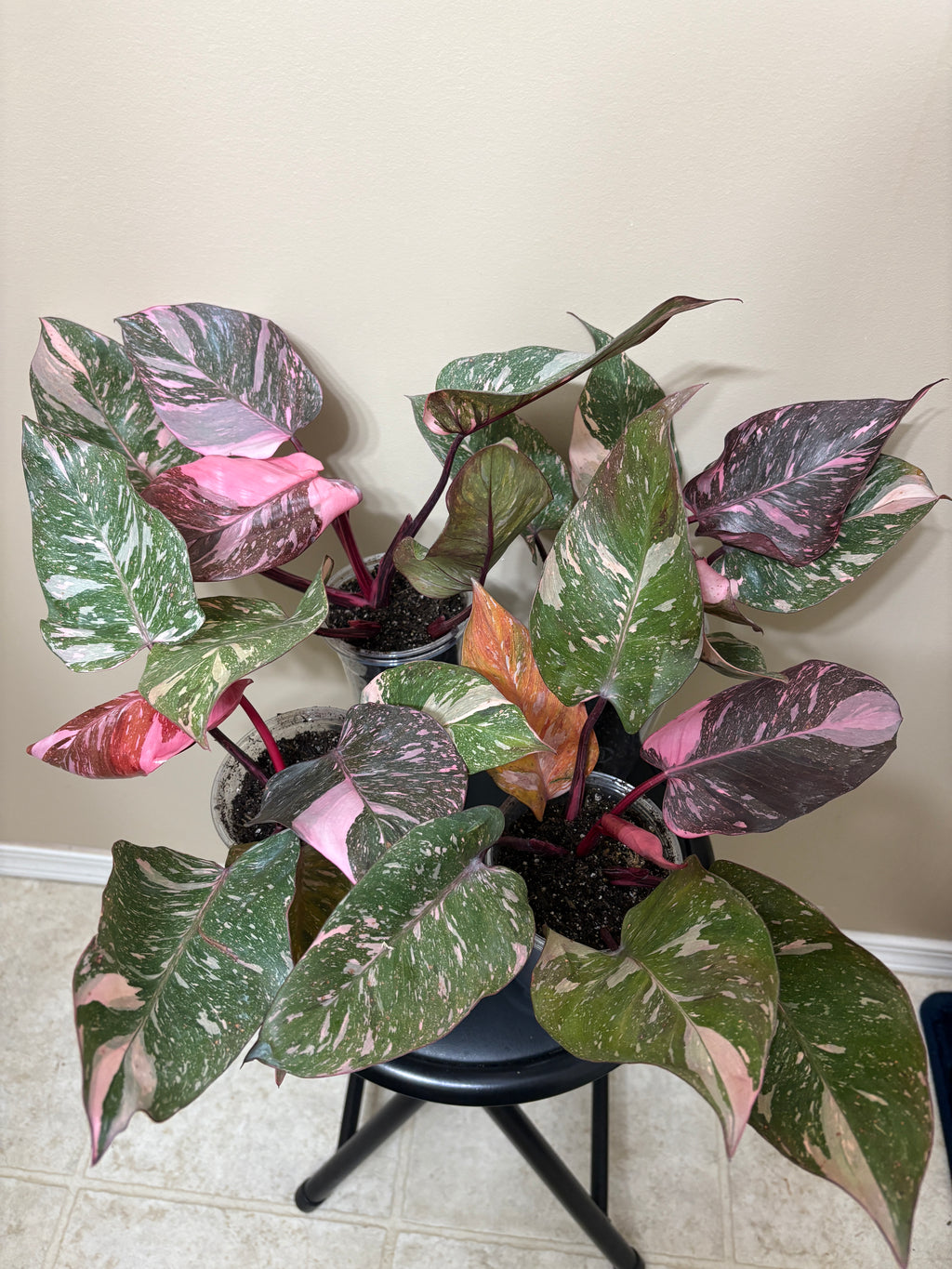 Philodendron Pink Princess  Galaxy: Rare Tropical Houseplant