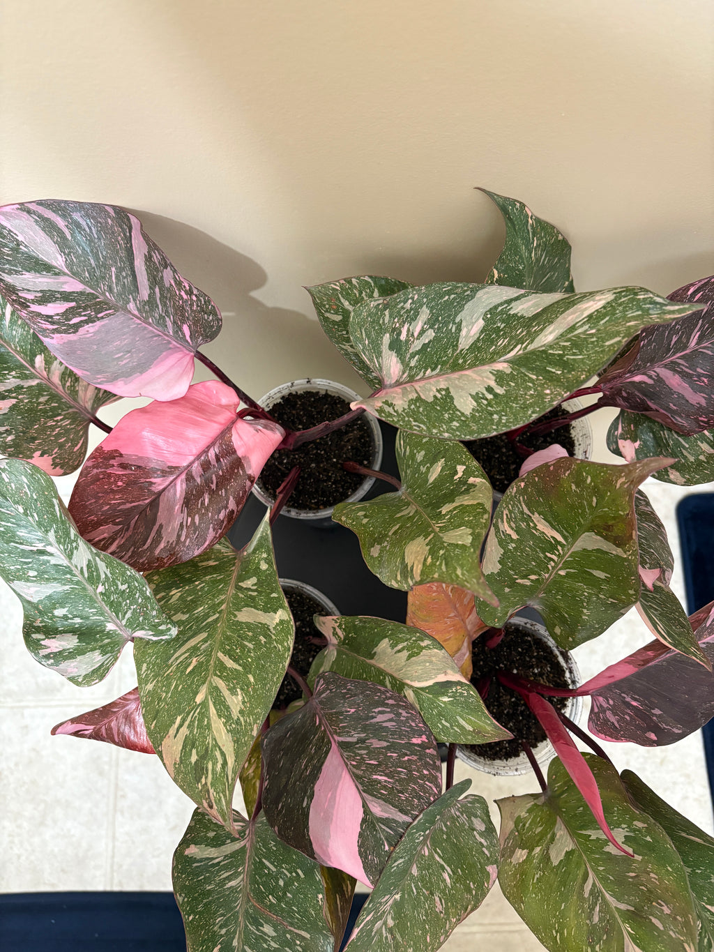 Philodendron Pink Princess  Galaxy: Rare Tropical Houseplant