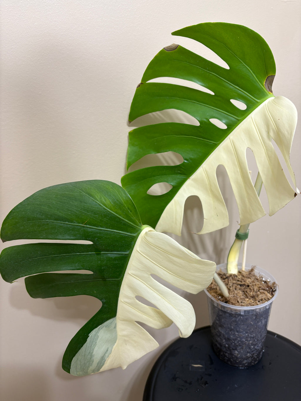 Monstera Borisigiana Albo Variegated: Rare Tropical Houseplant