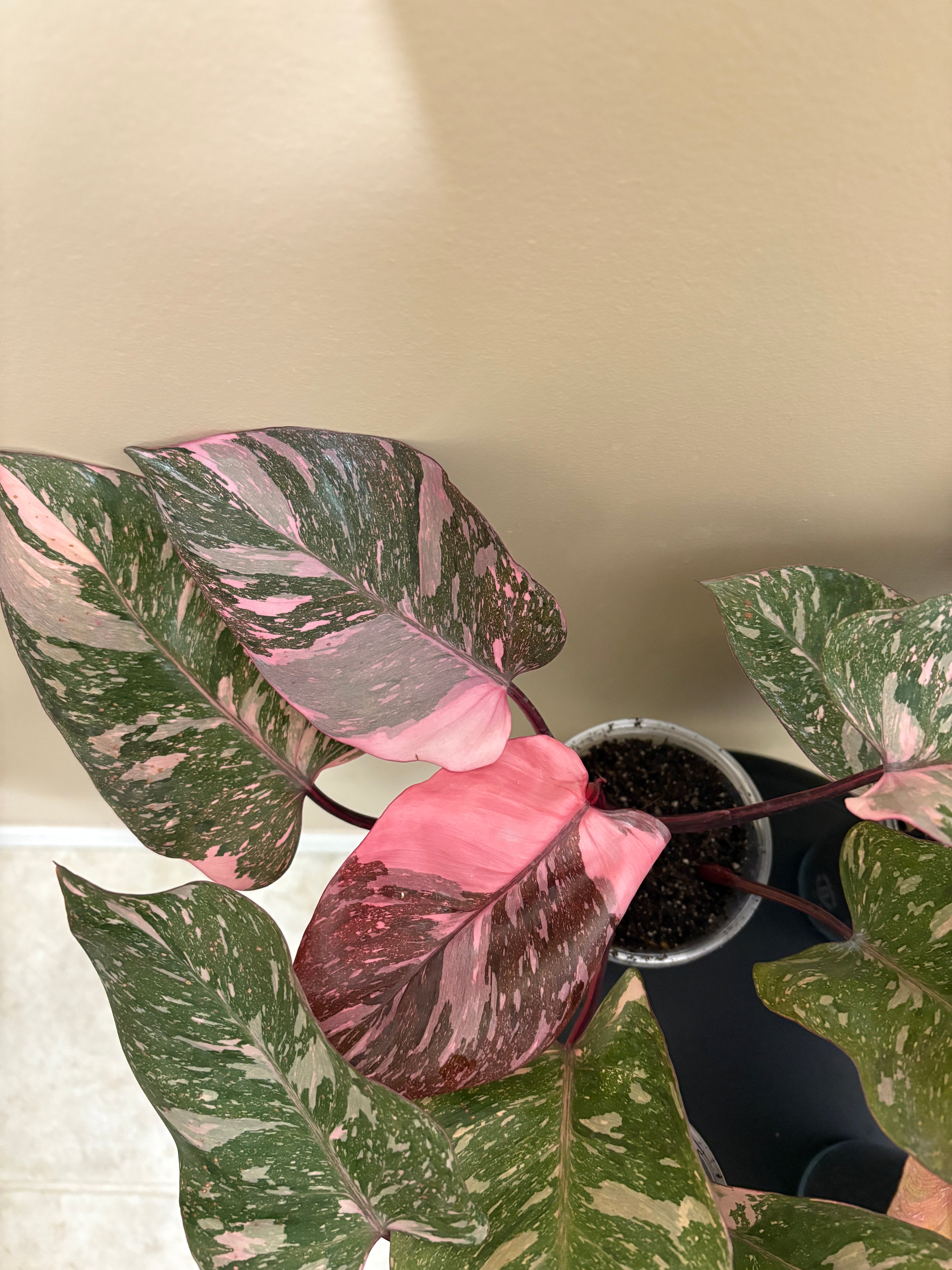 Philodendron Pink Princess  Galaxy: Rare Tropical Houseplant