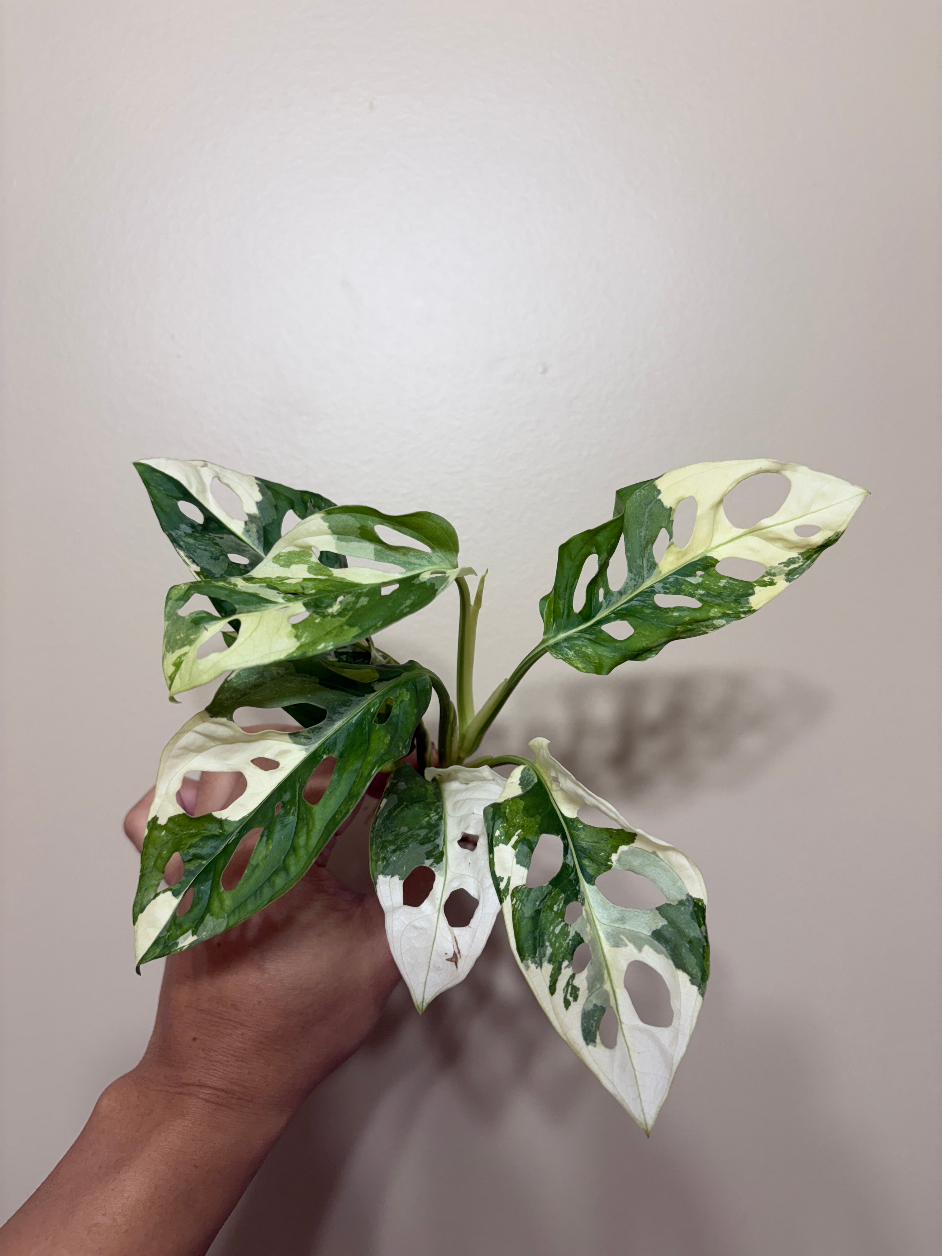 Monstera Adansonii Albo Variegated: Rare Tropical Houseplant