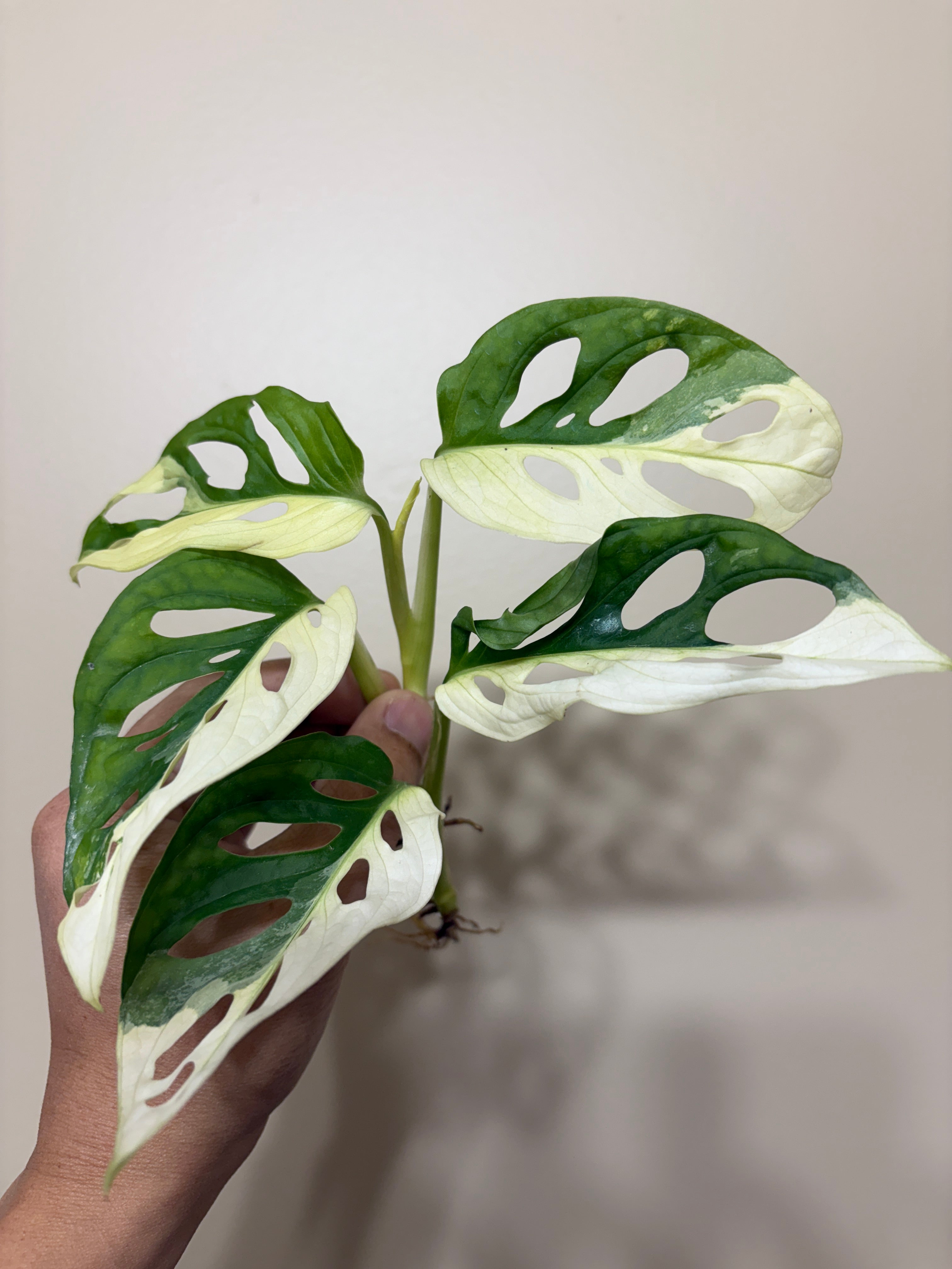 Monstera Adansonii Albo Variegated: Rare Tropical Houseplant