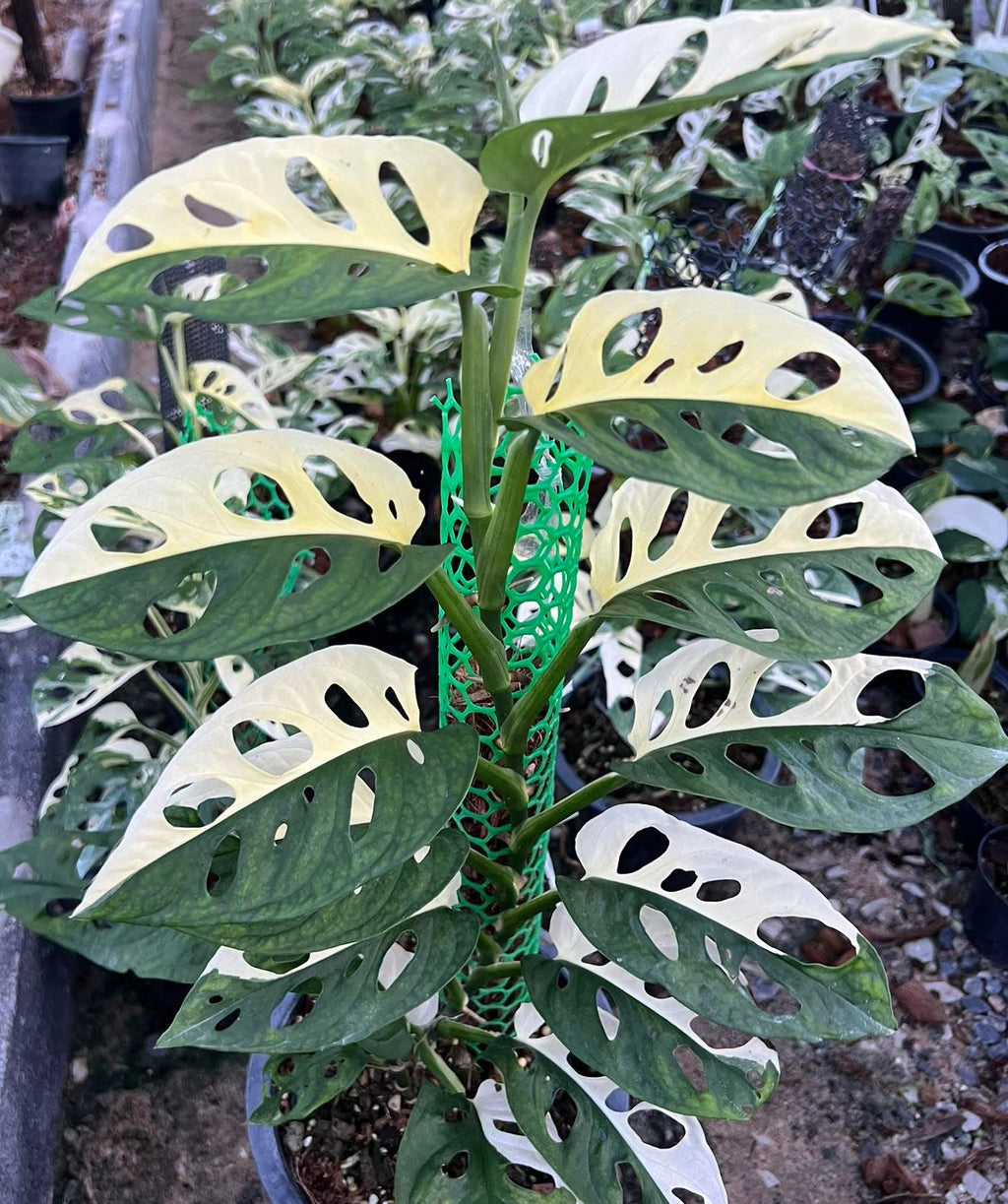 Monstera Adansonii Albo Variegated: Rare Tropical Houseplant