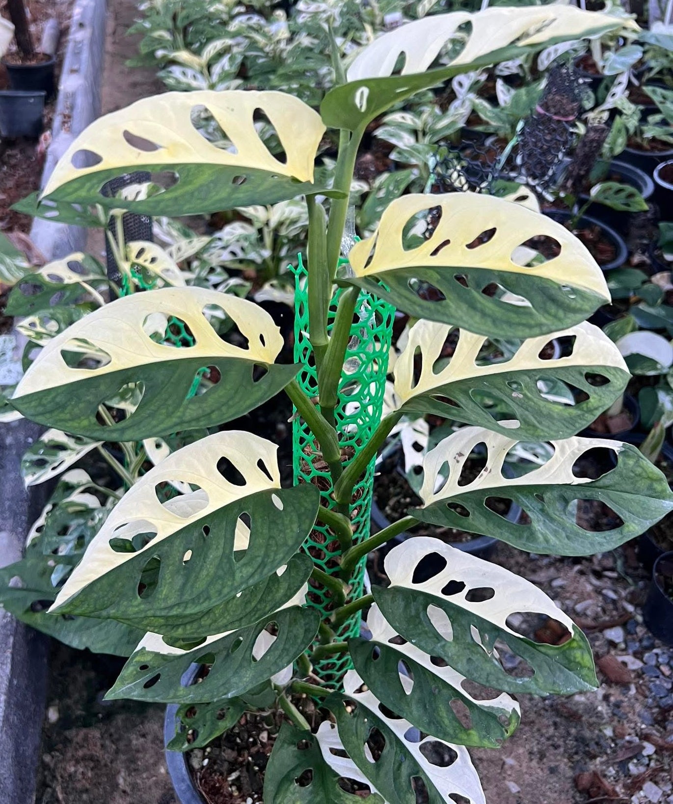 Monstera Adansonii Albo Variegated: Rare Tropical Houseplant