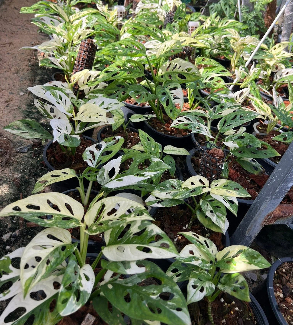 Monstera Adansonii Albo Variegated: Rare Tropical Houseplant