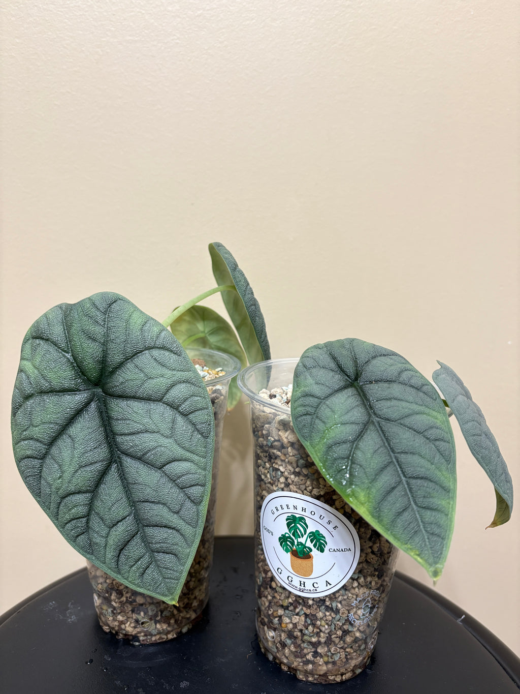 Alocasia Melo Corm: Rare Tropical Houseplant