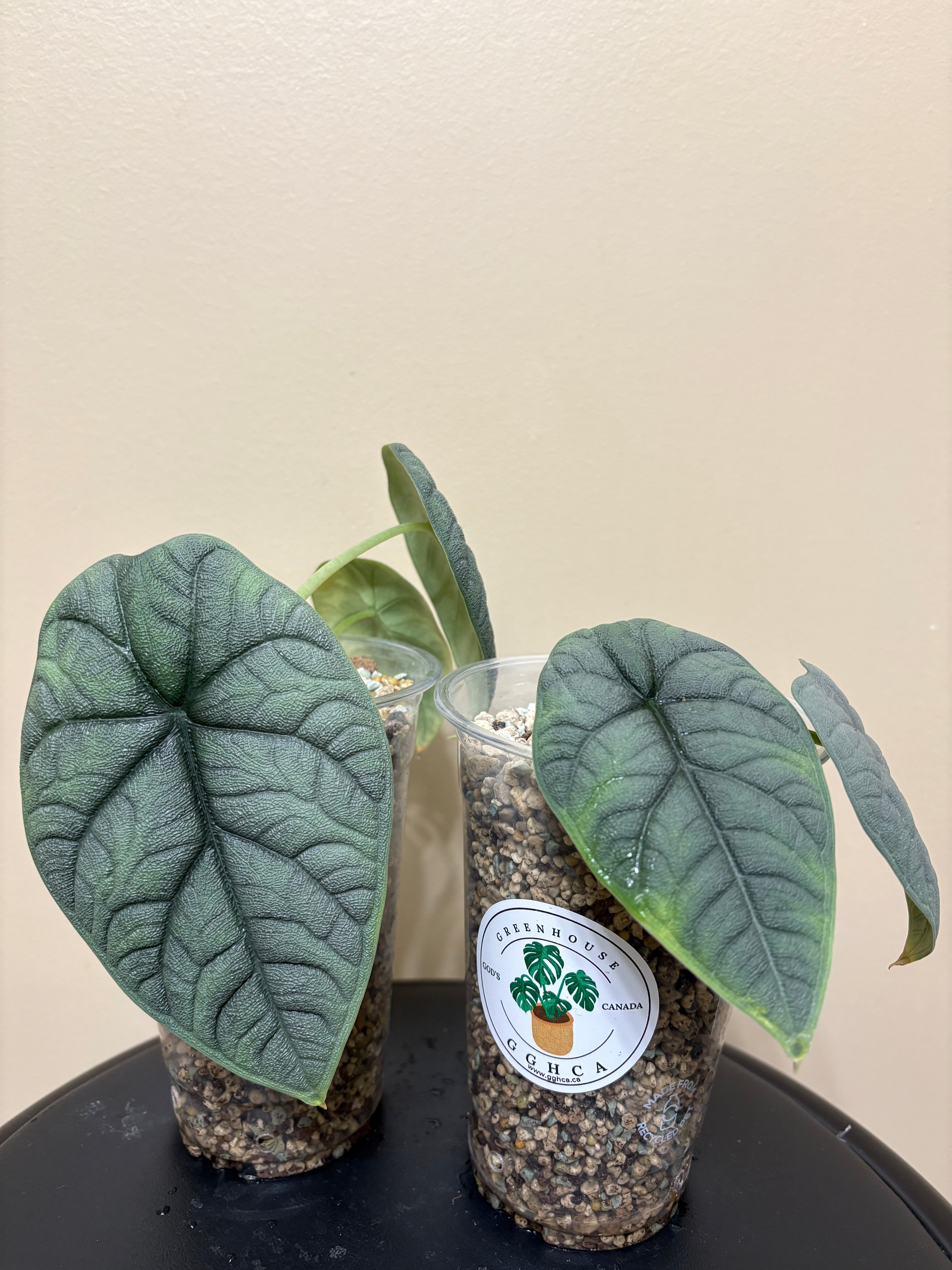 Alocasia Melo Corm: Rare Tropical Houseplant