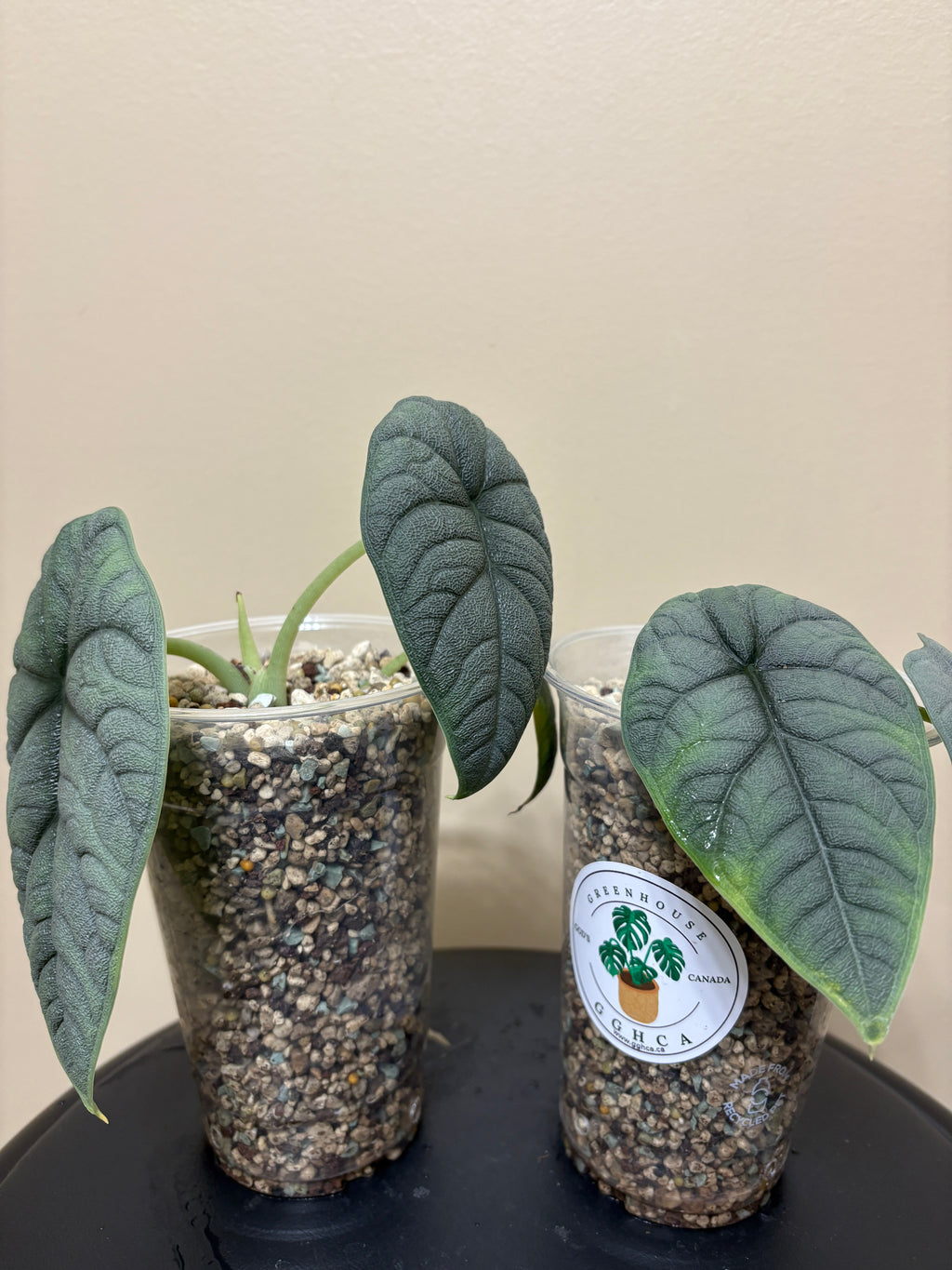 Alocasia Melo Corm: Rare Tropical Houseplant