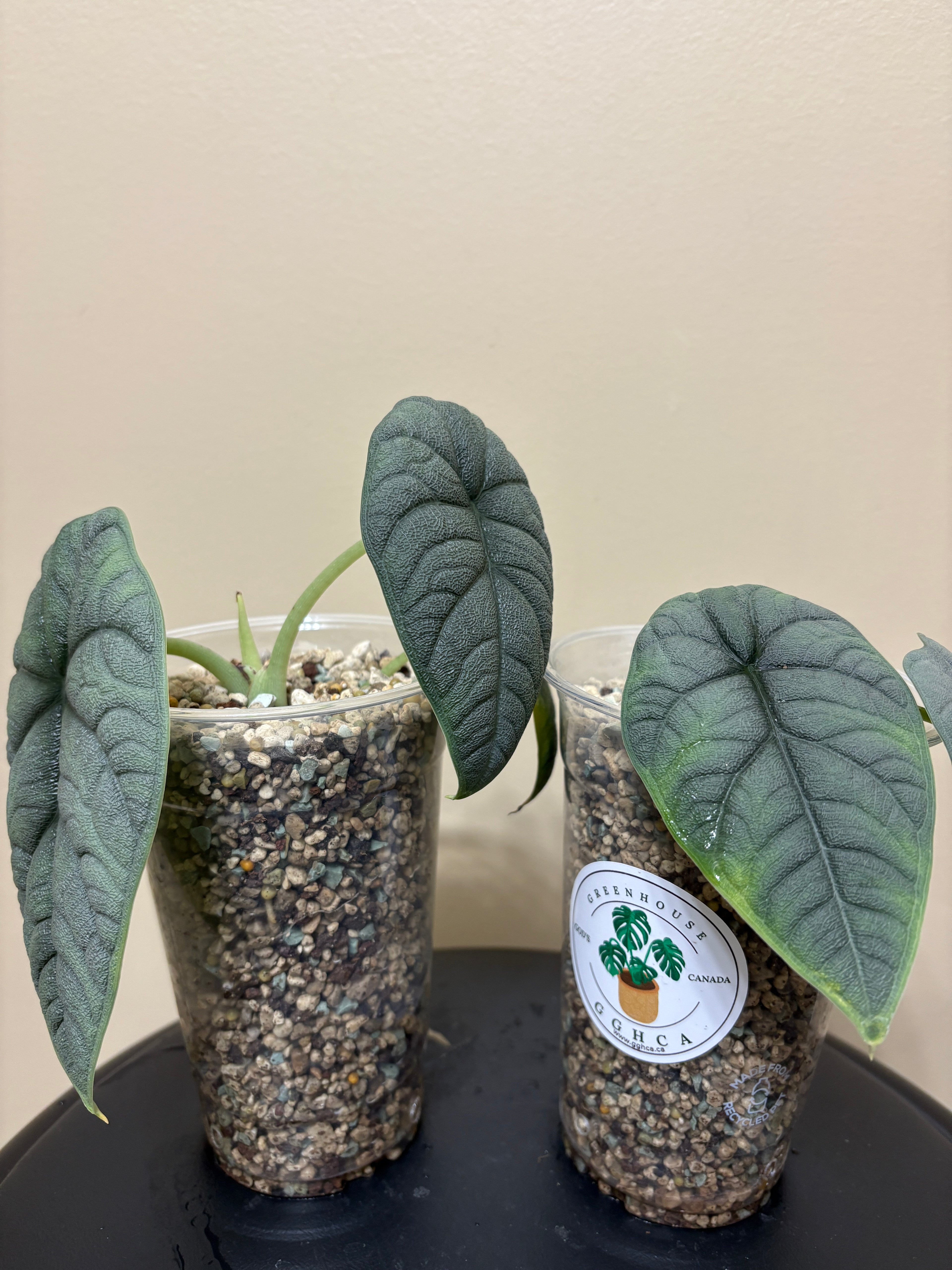 Alocasia Melo Corm: Rare Tropical Houseplant