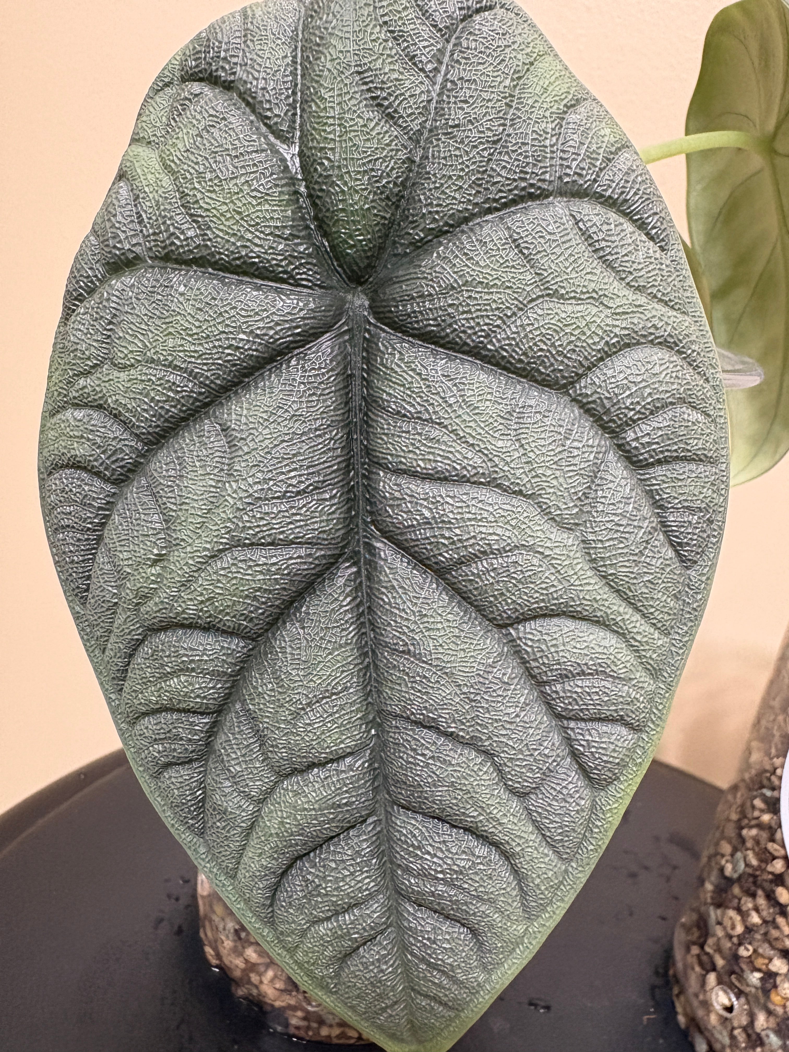 Alocasia Melo Corm: Rare Tropical Houseplant