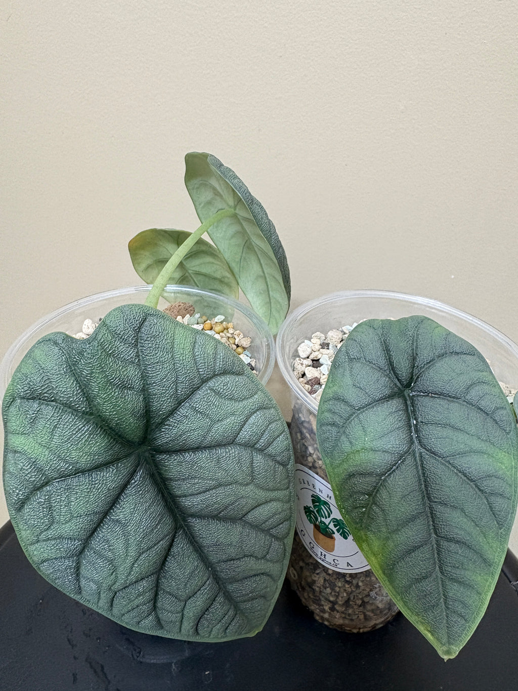 Alocasia Melo Corm: Rare Tropical Houseplant