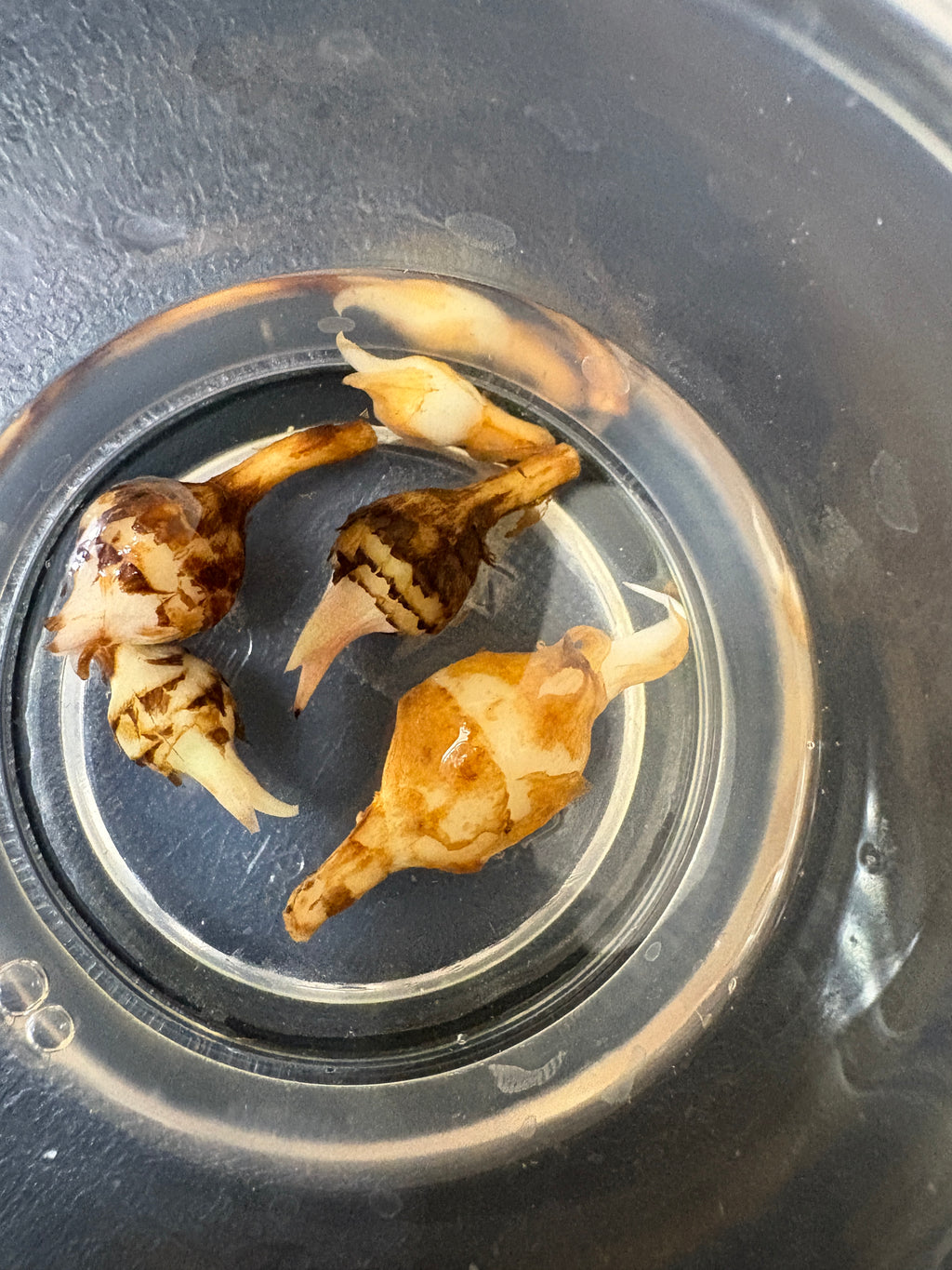 Alocasia Melo Corm: Rare Tropical Houseplant