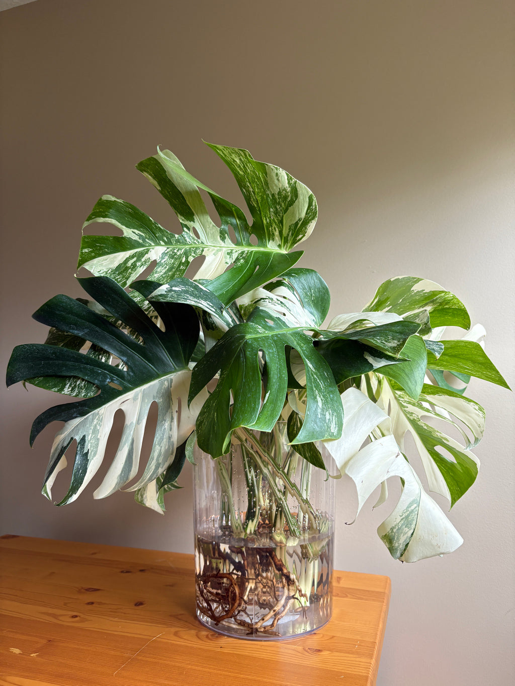Monstera Borisigiana Albo Variegated: Rare Tropical Houseplant