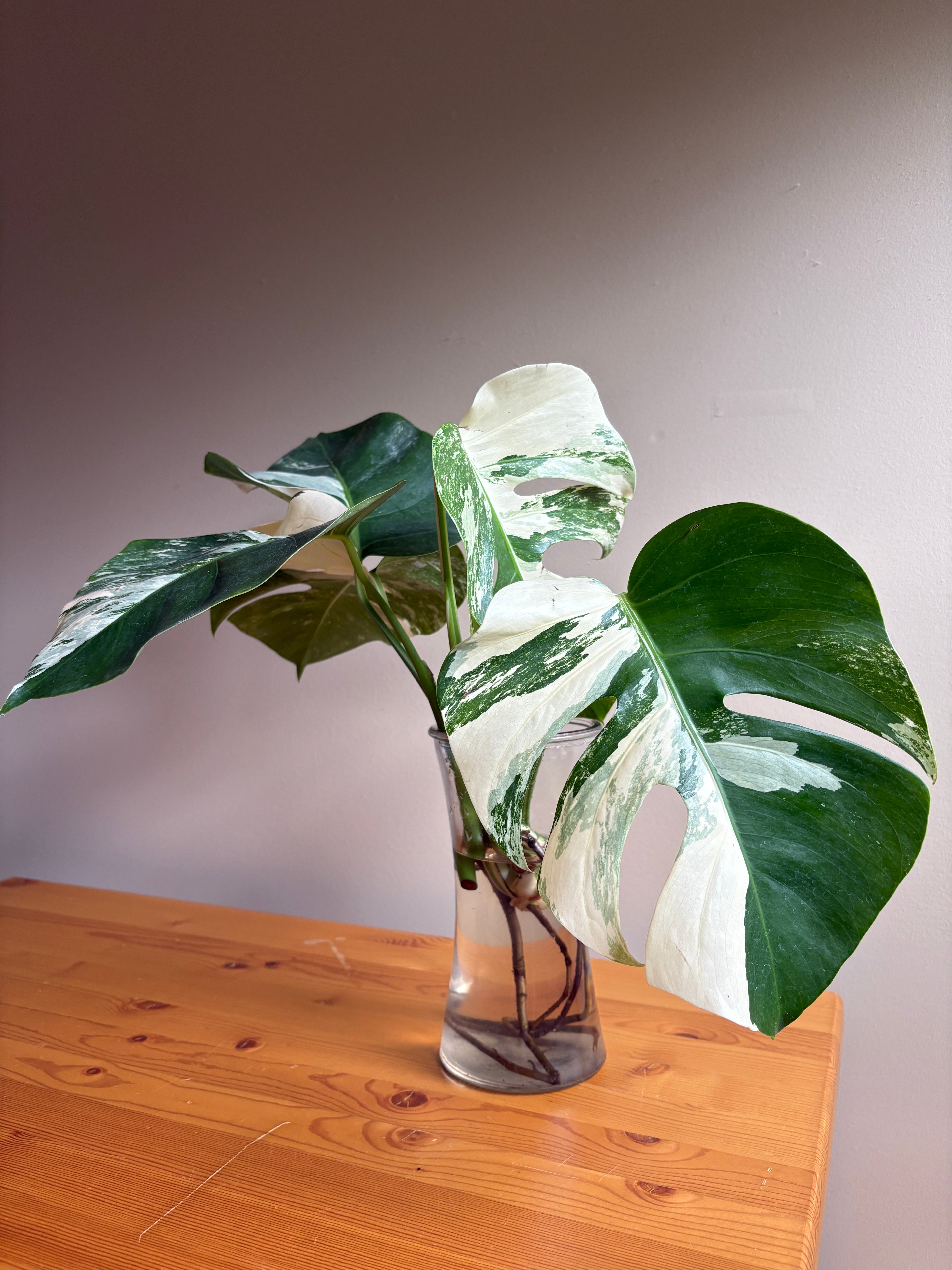Monstera Borisigiana Albo Variegated: Rare Tropical Houseplant