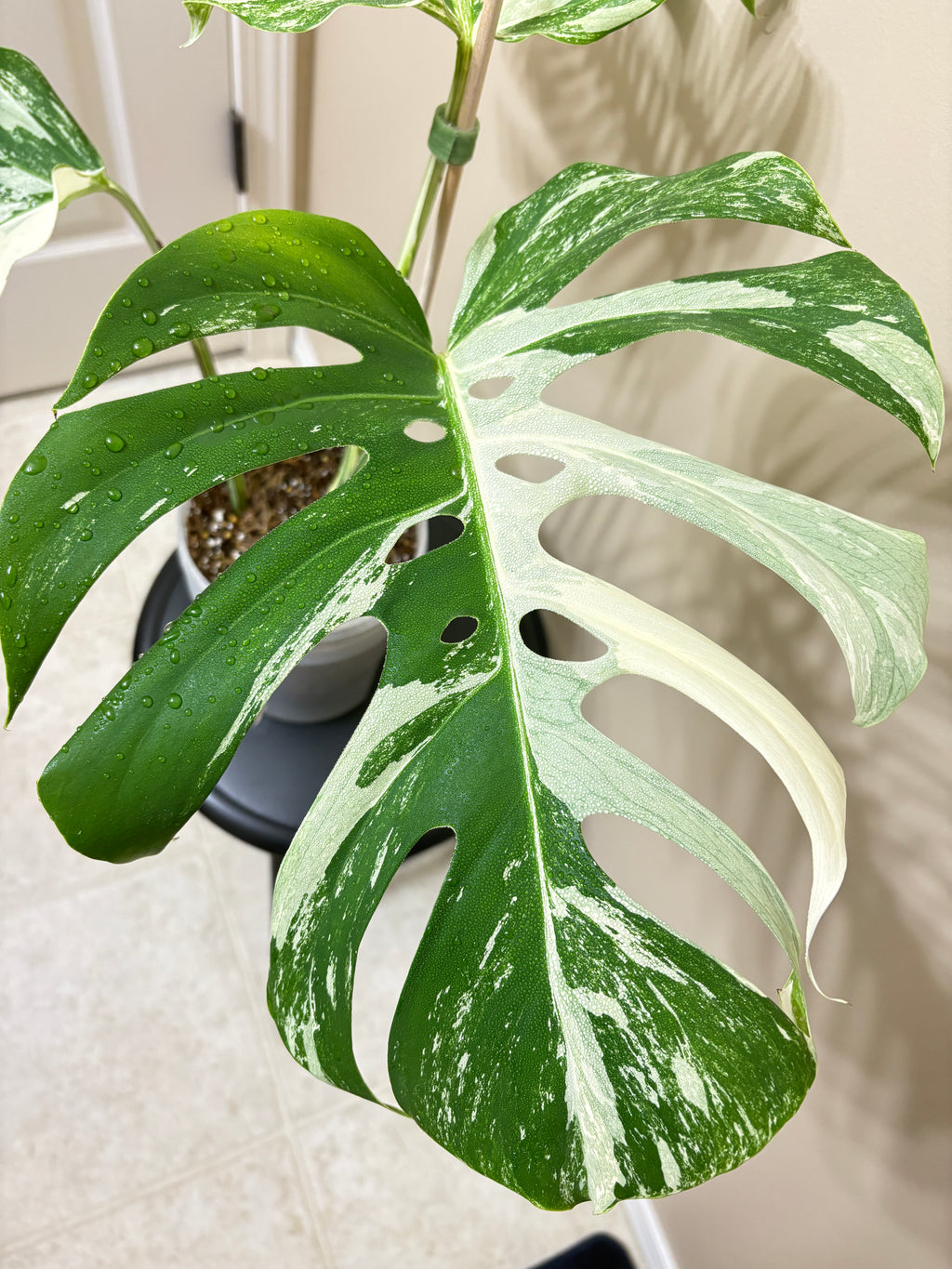 Monstera Borisigiana Albo Variegated: Rare Tropical Houseplant