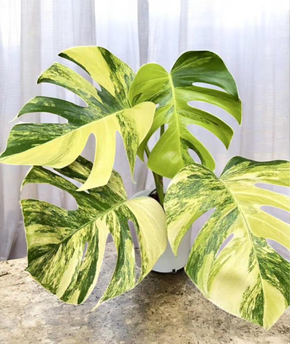 Monstera Borsigiana Aurea Variegated: Rare Tropical Houseplant