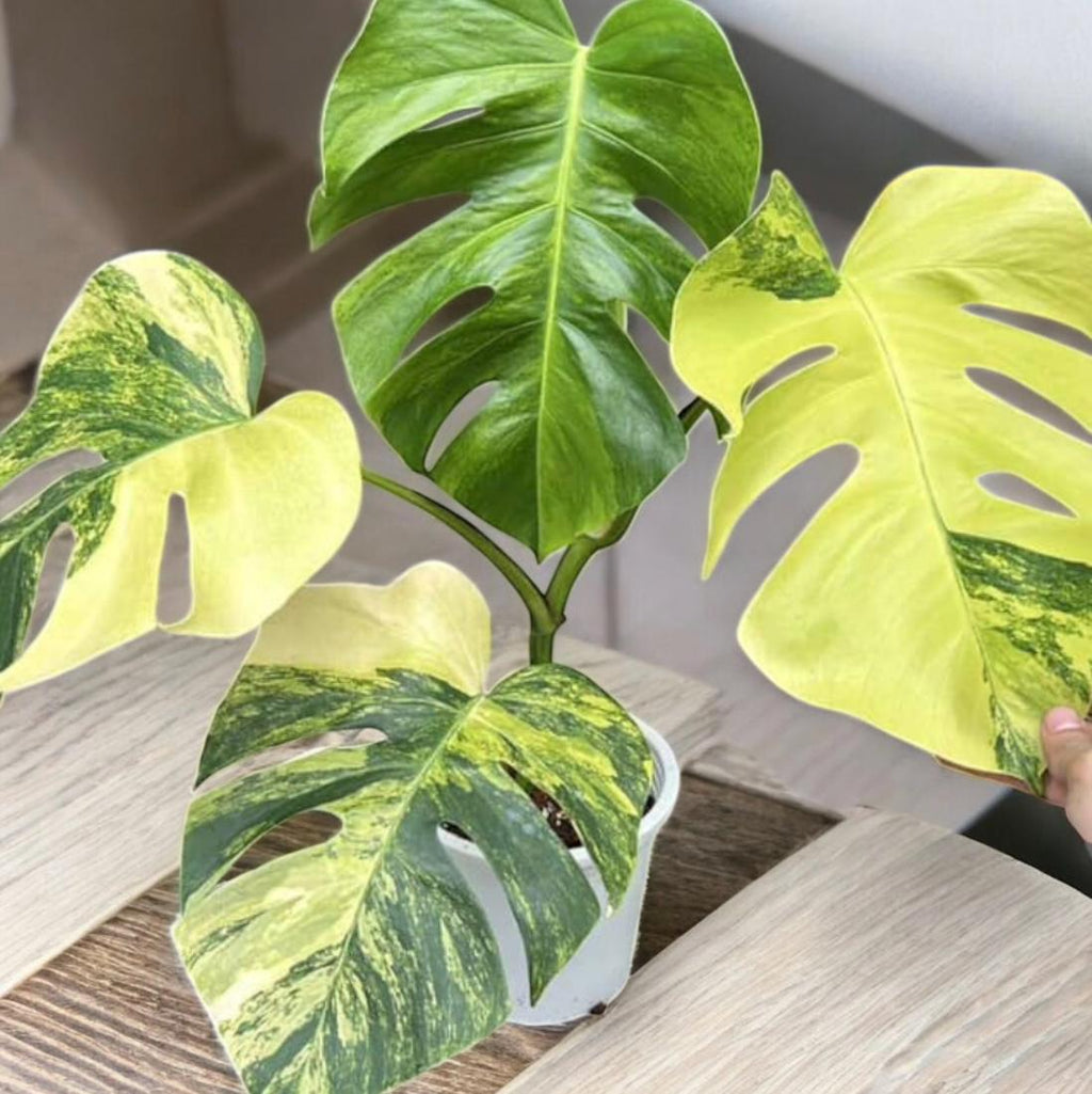 Monstera Borsigiana Aurea Variegated: Rare Tropical Houseplant