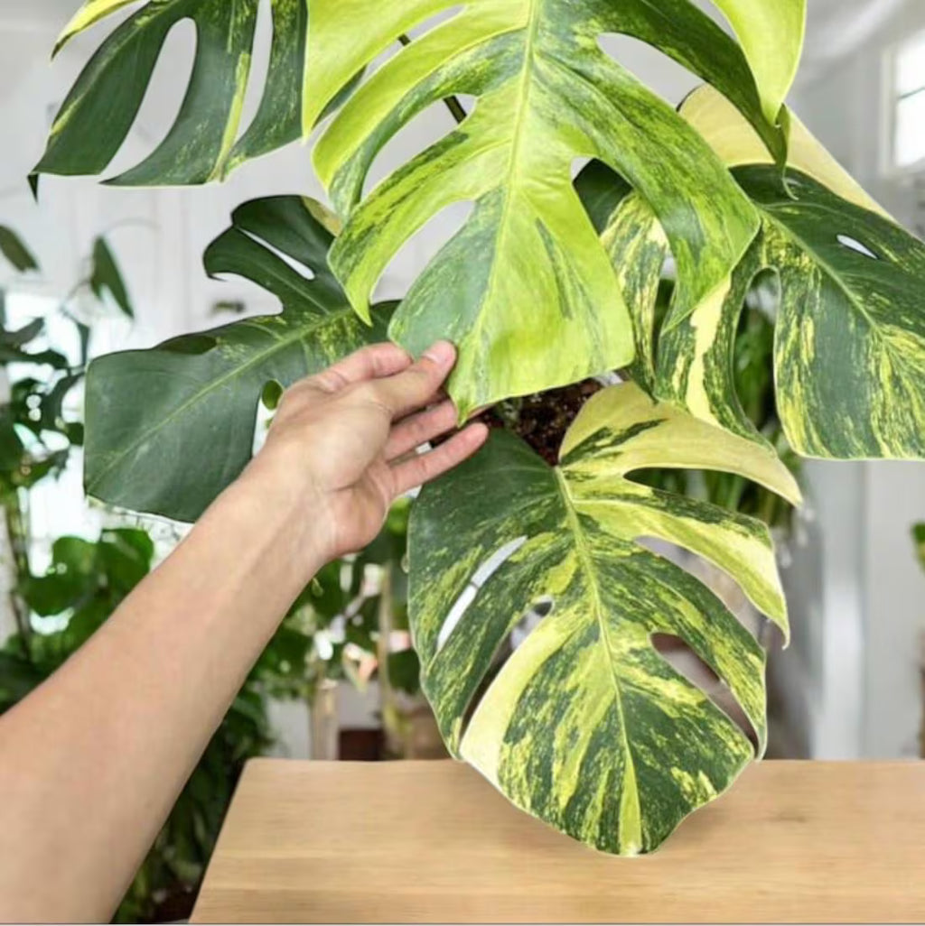 Monstera Borsigiana Aurea Variegated: Rare Tropical Houseplant