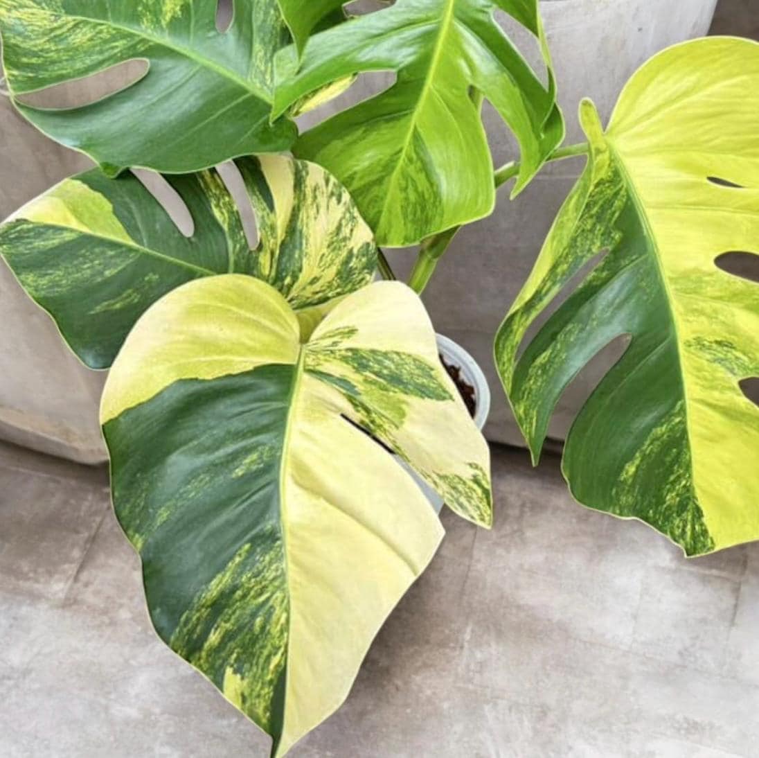 Monstera Borsigiana Aurea Variegated: Rare Tropical Houseplant