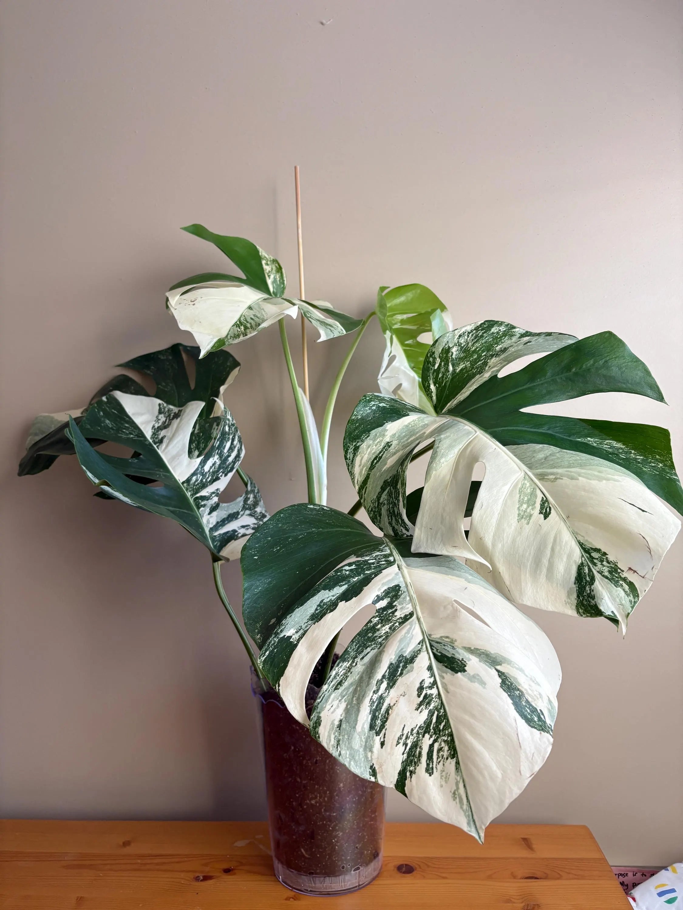 Monstera Borisigiana Albo Variegated: Rare Tropical Houseplant