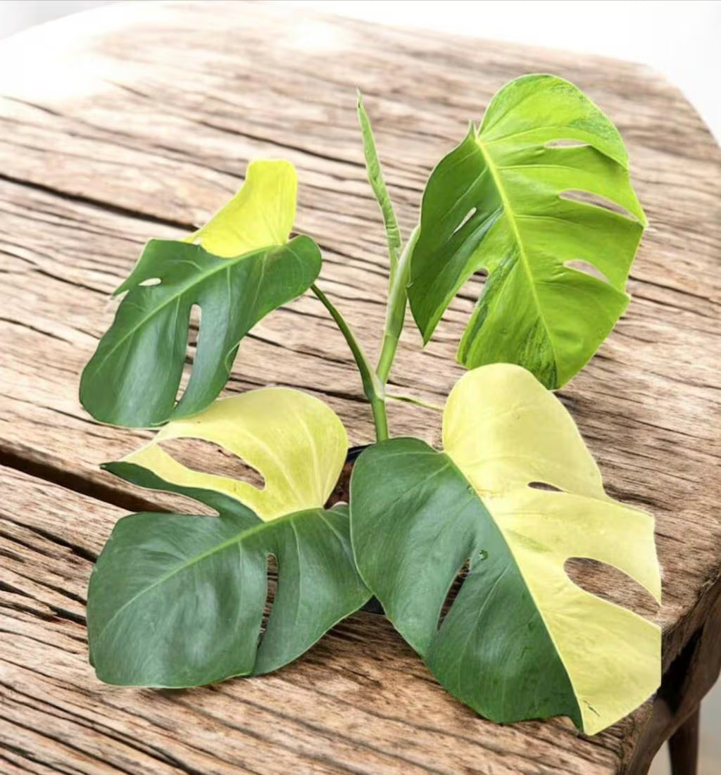 Monstera Borsigiana Aurea Variegated: Rare Tropical Houseplant